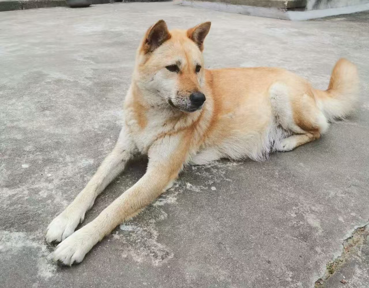 Pet