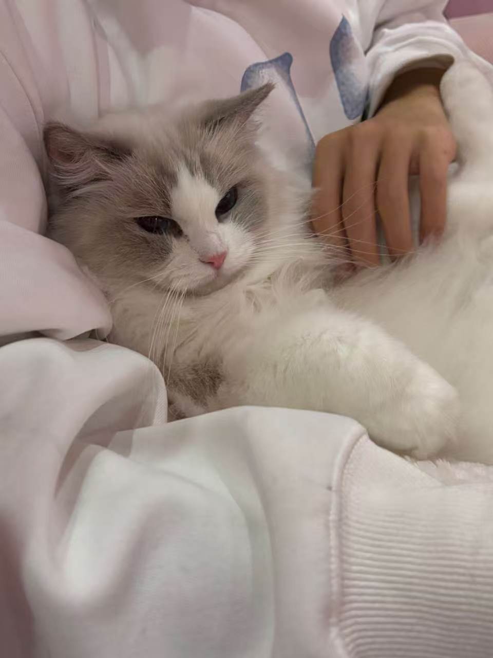 Pet