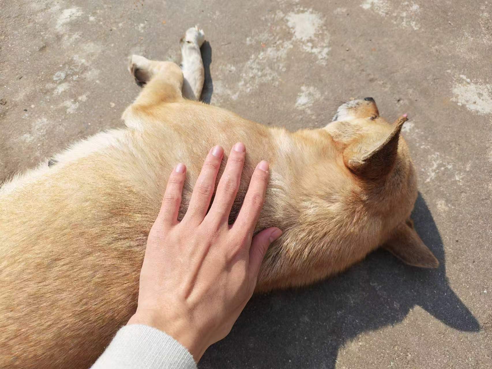 Pet