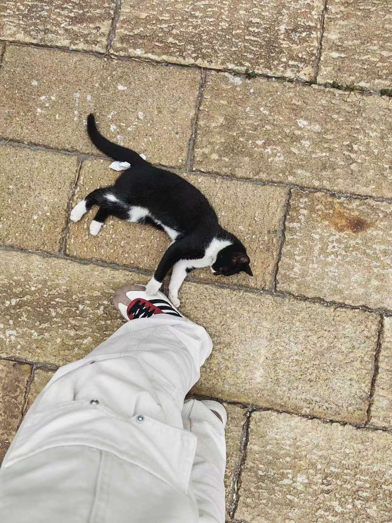 Pet