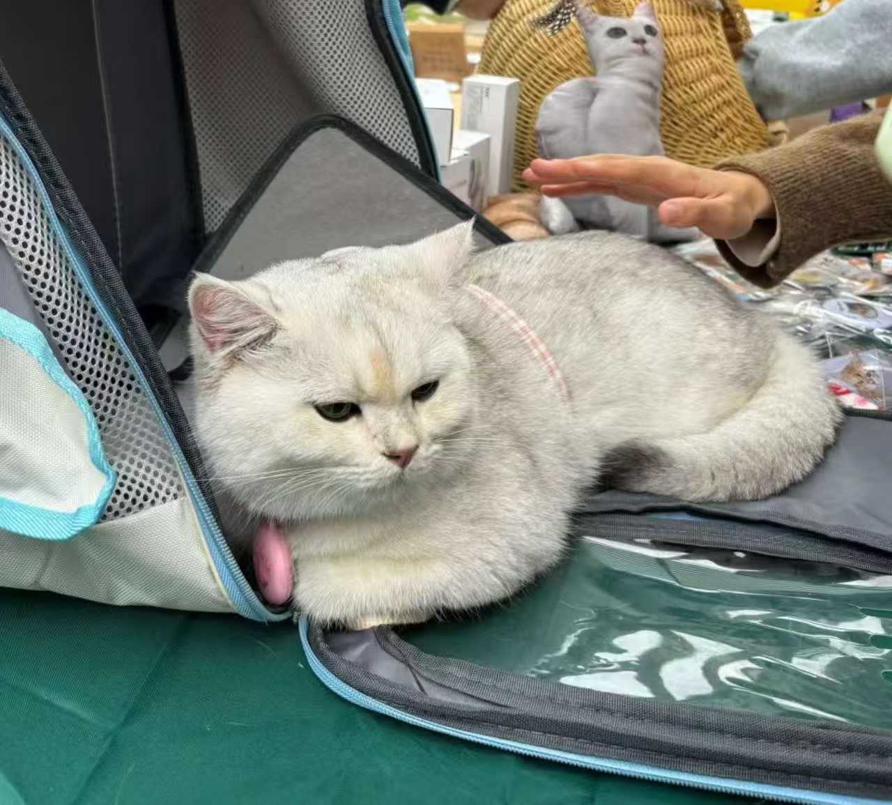 Pet