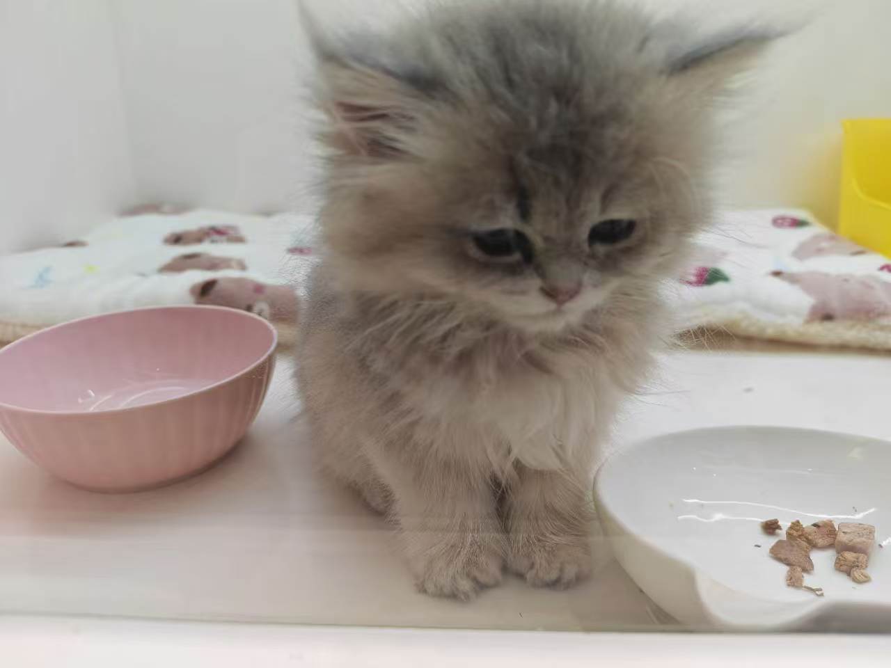 Pet