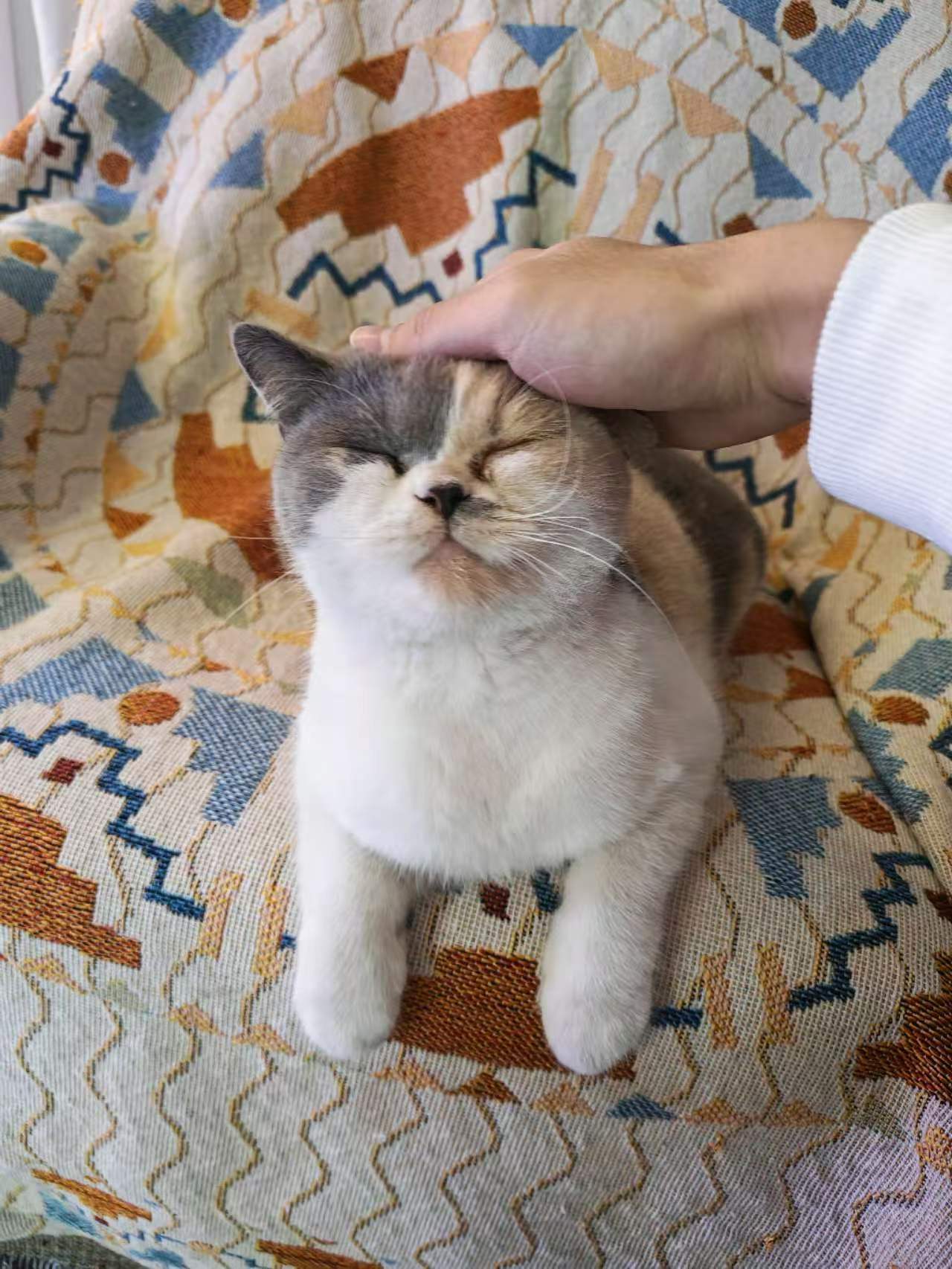 Pet