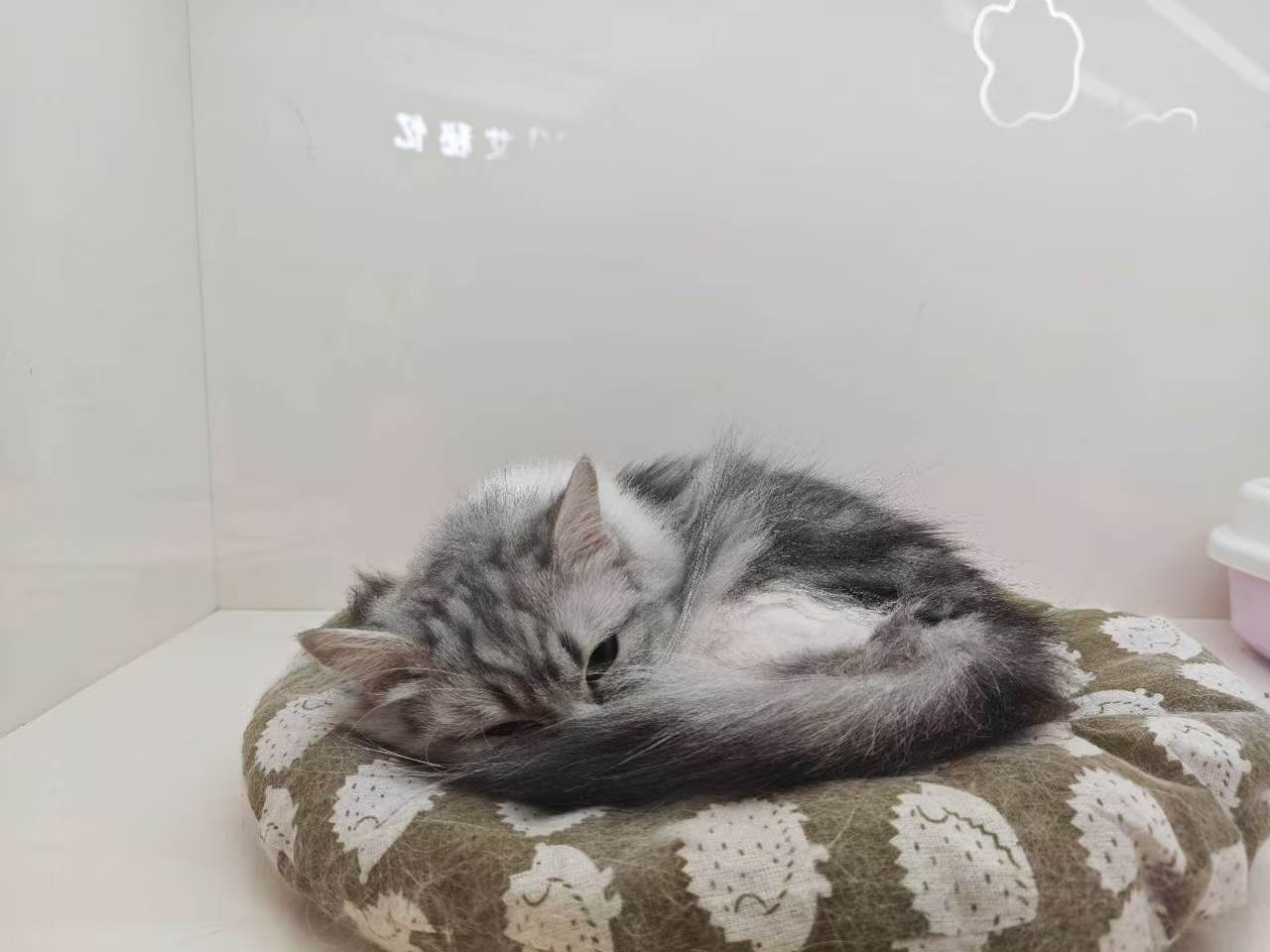 Pet