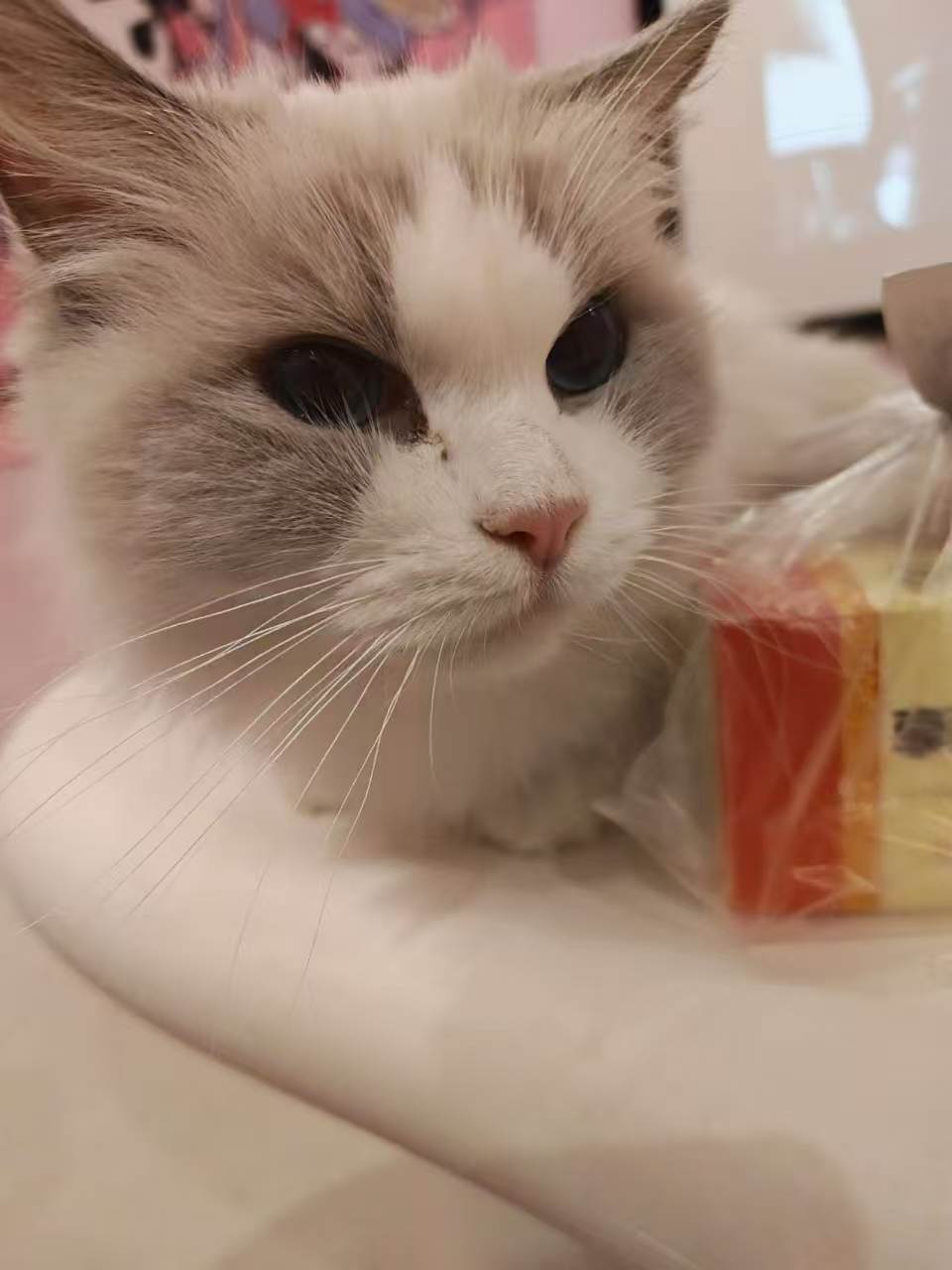 Pet