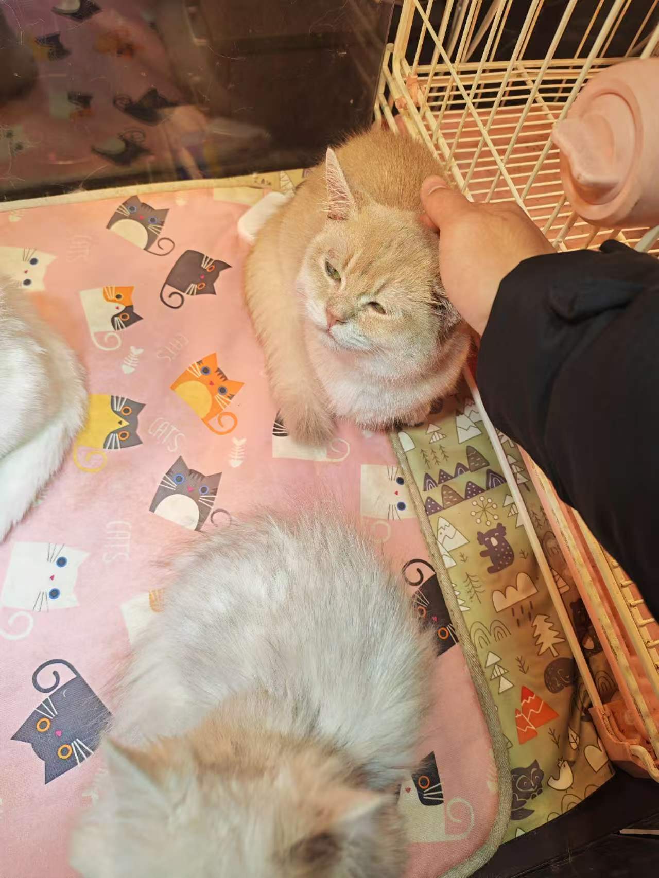 Pet