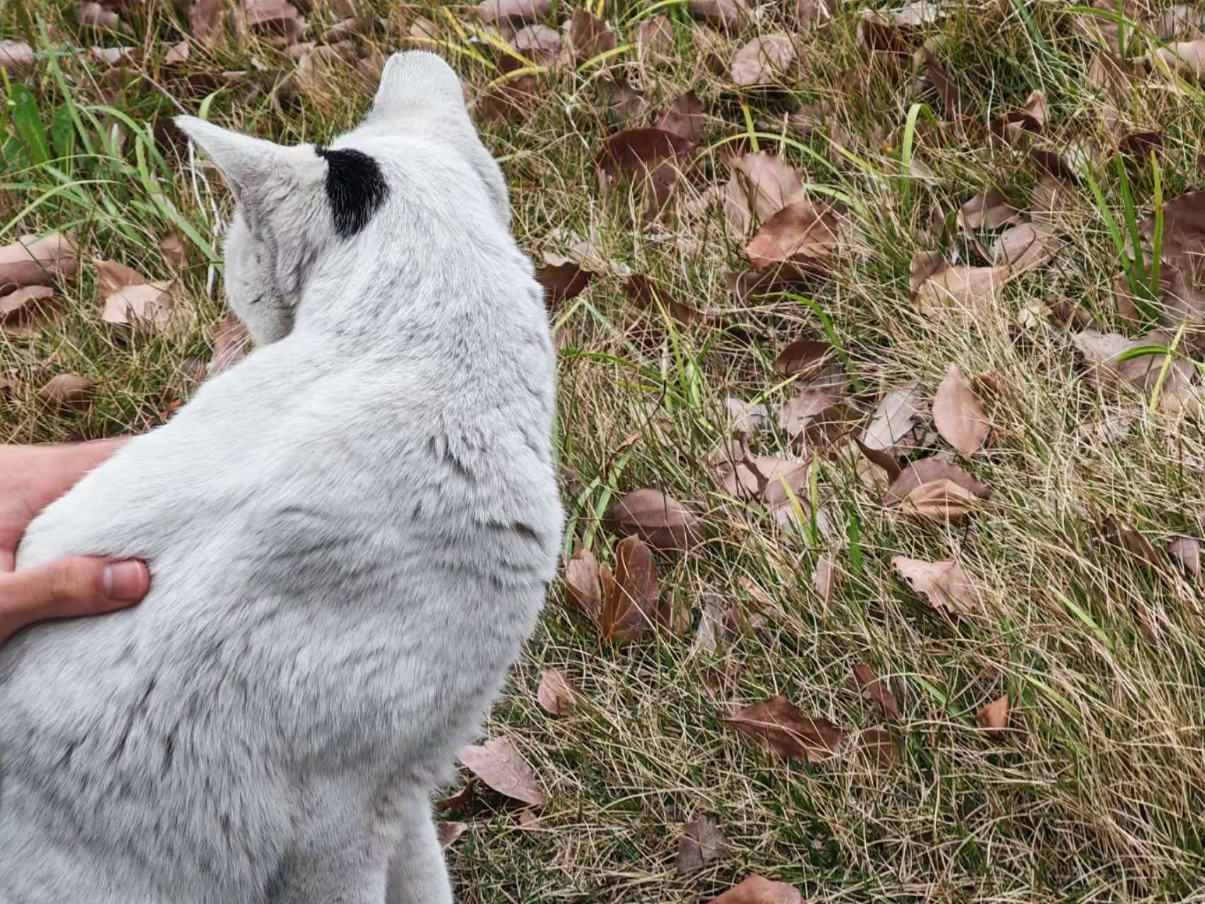 Pet