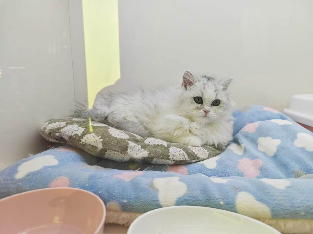 Pet