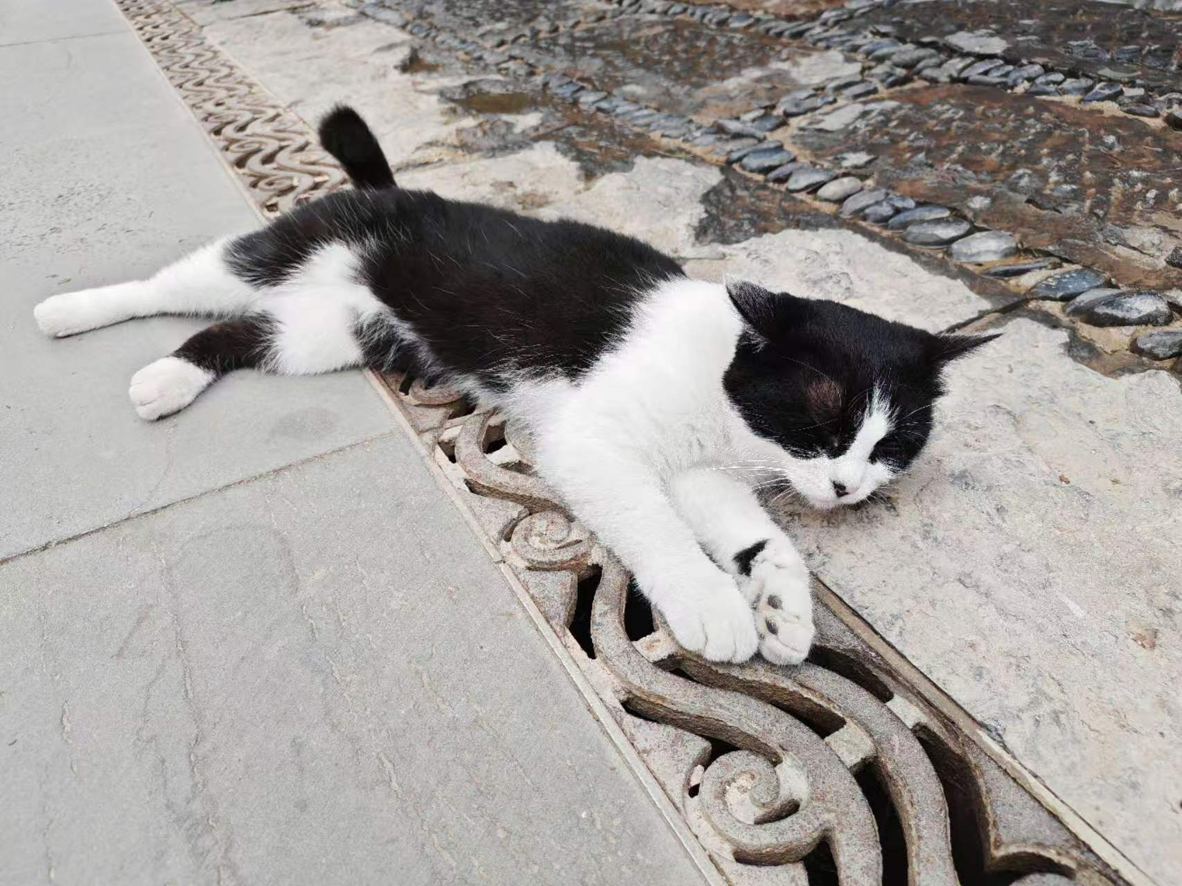 Pet