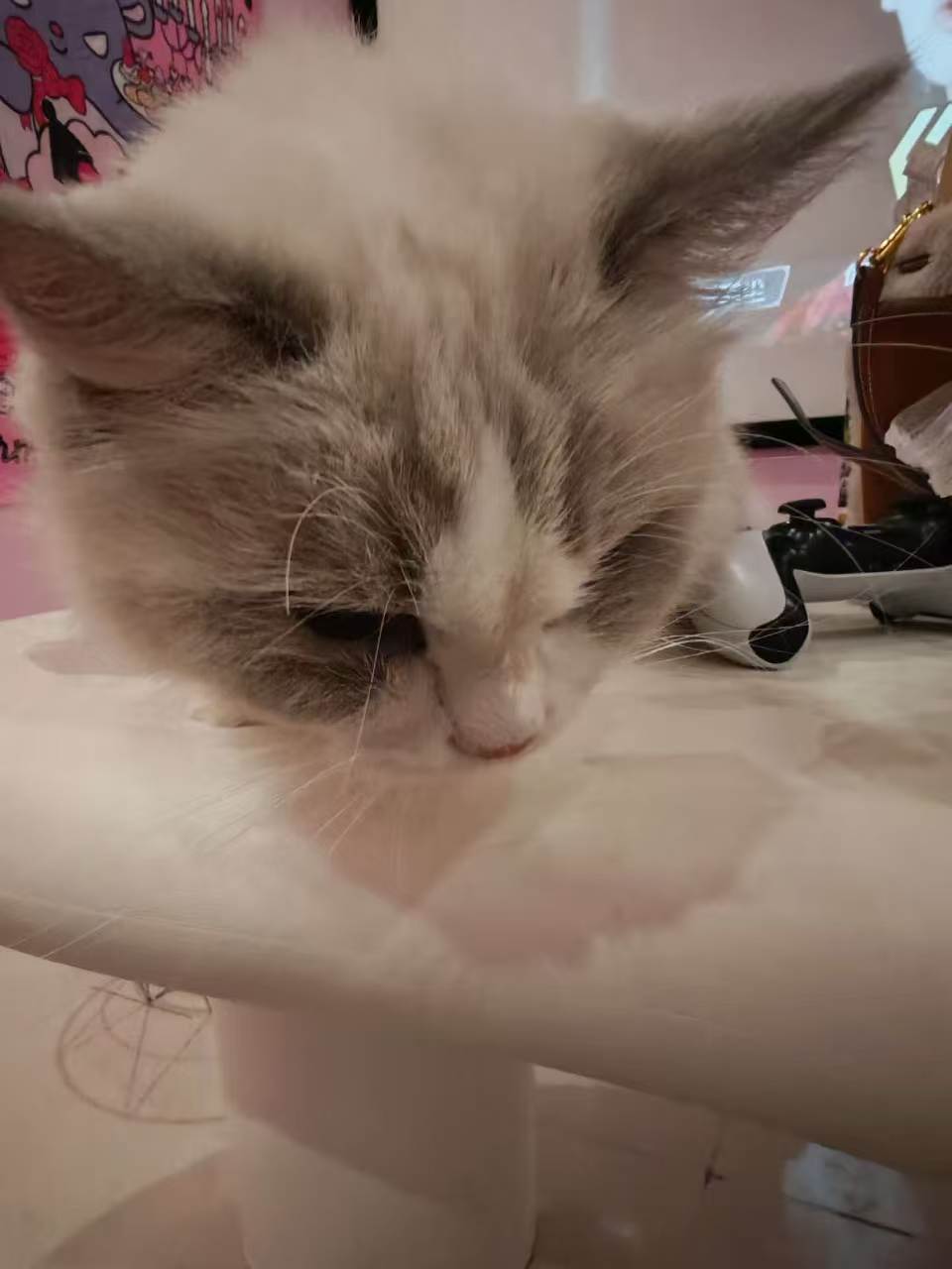 Pet