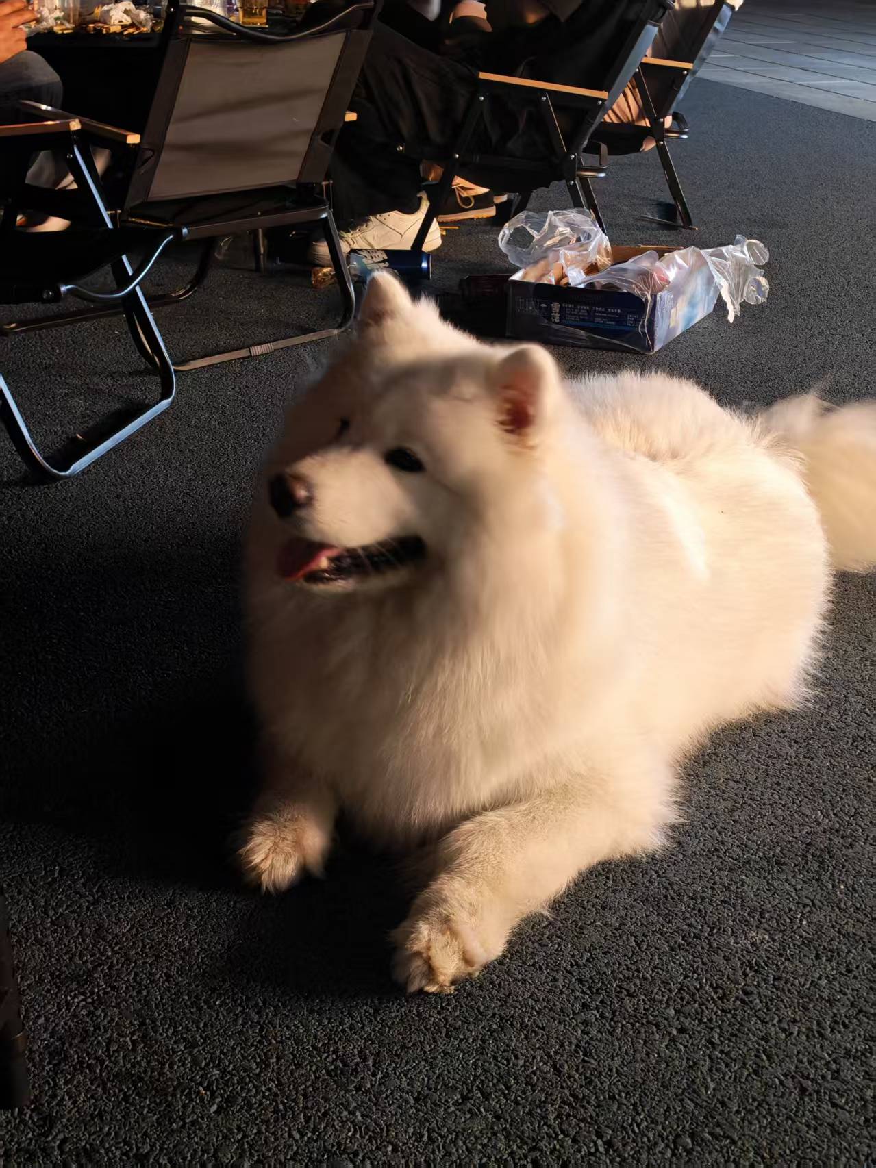 Pet
