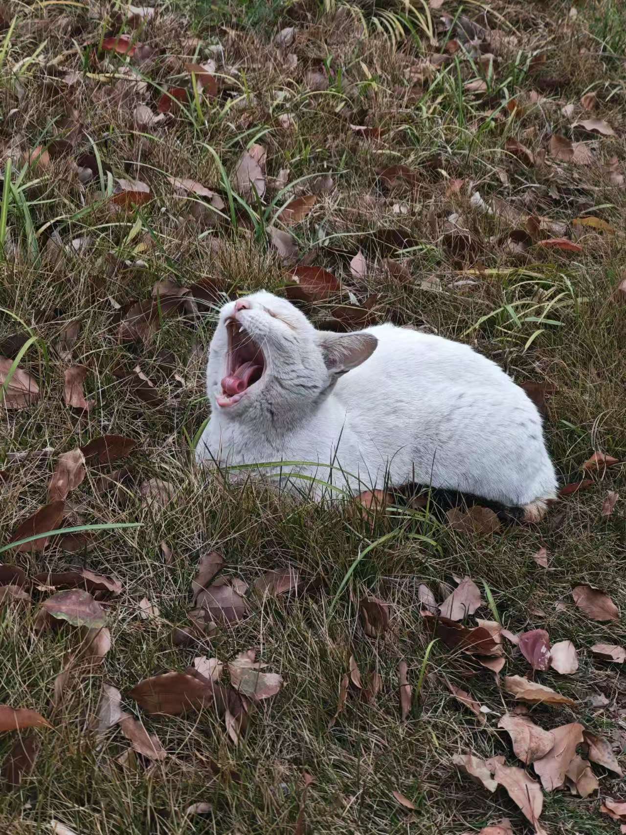 Pet