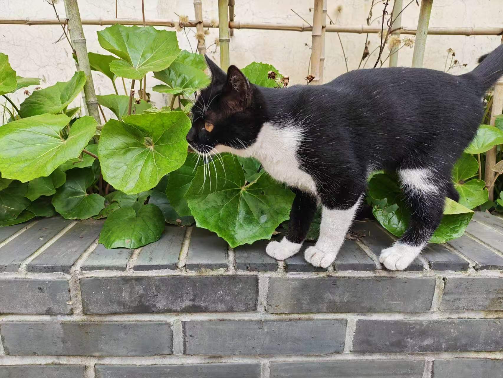 Pet