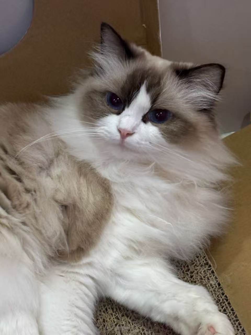 Pet