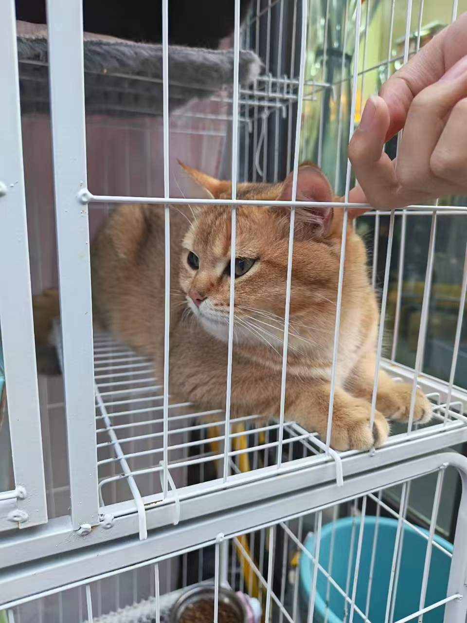 Pet