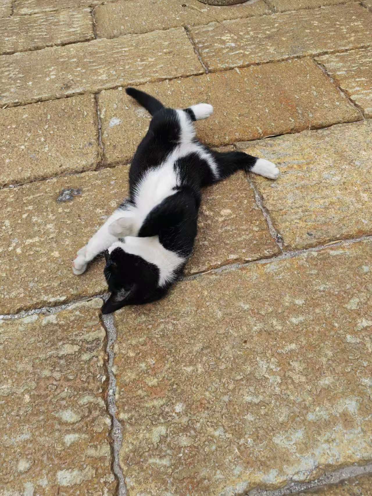 Pet