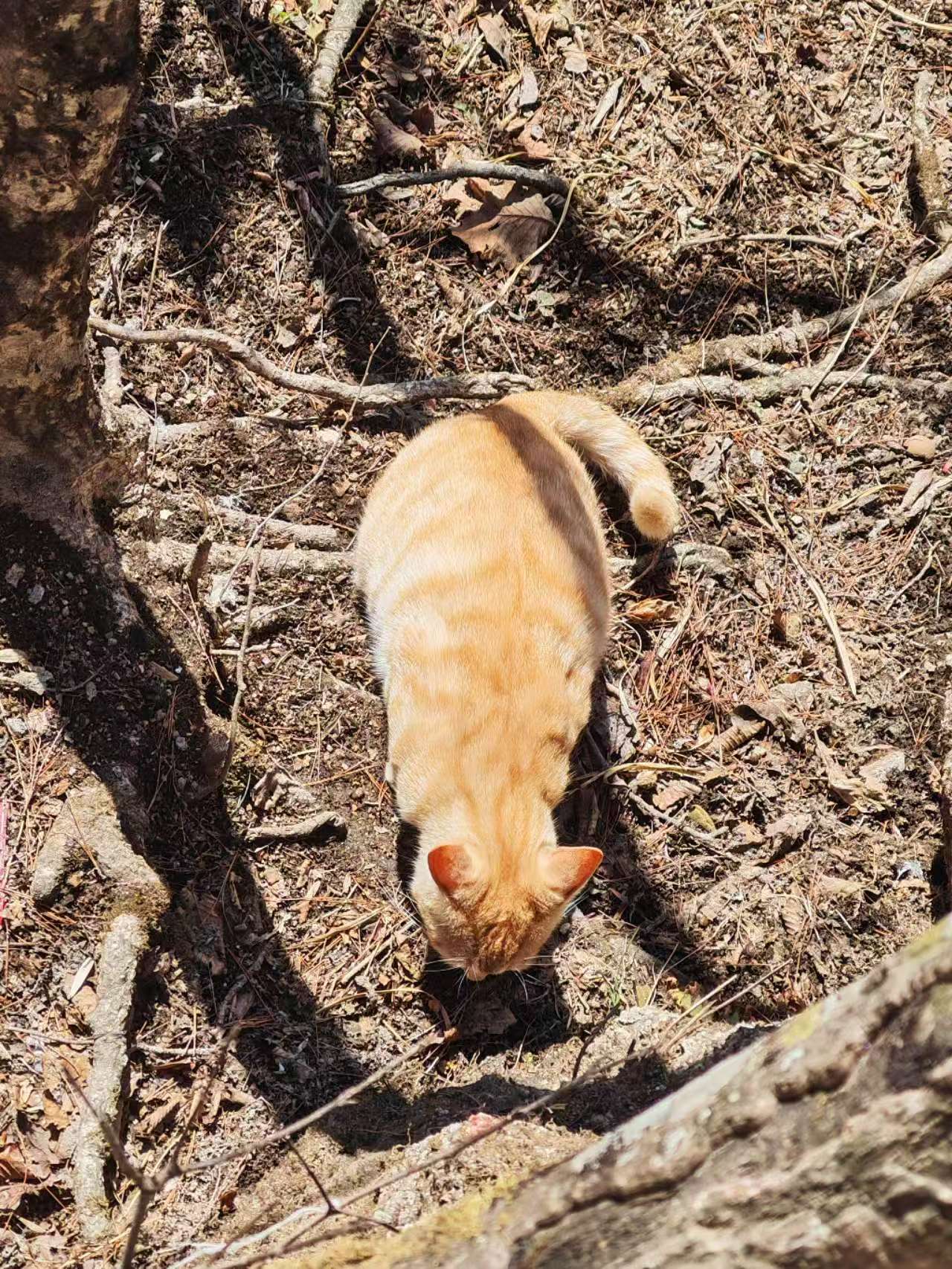 Pet